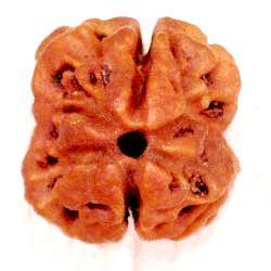 Manufacturers Exporters and Wholesale Suppliers of 2 Mukhi Rudraksha Delhi Delhi